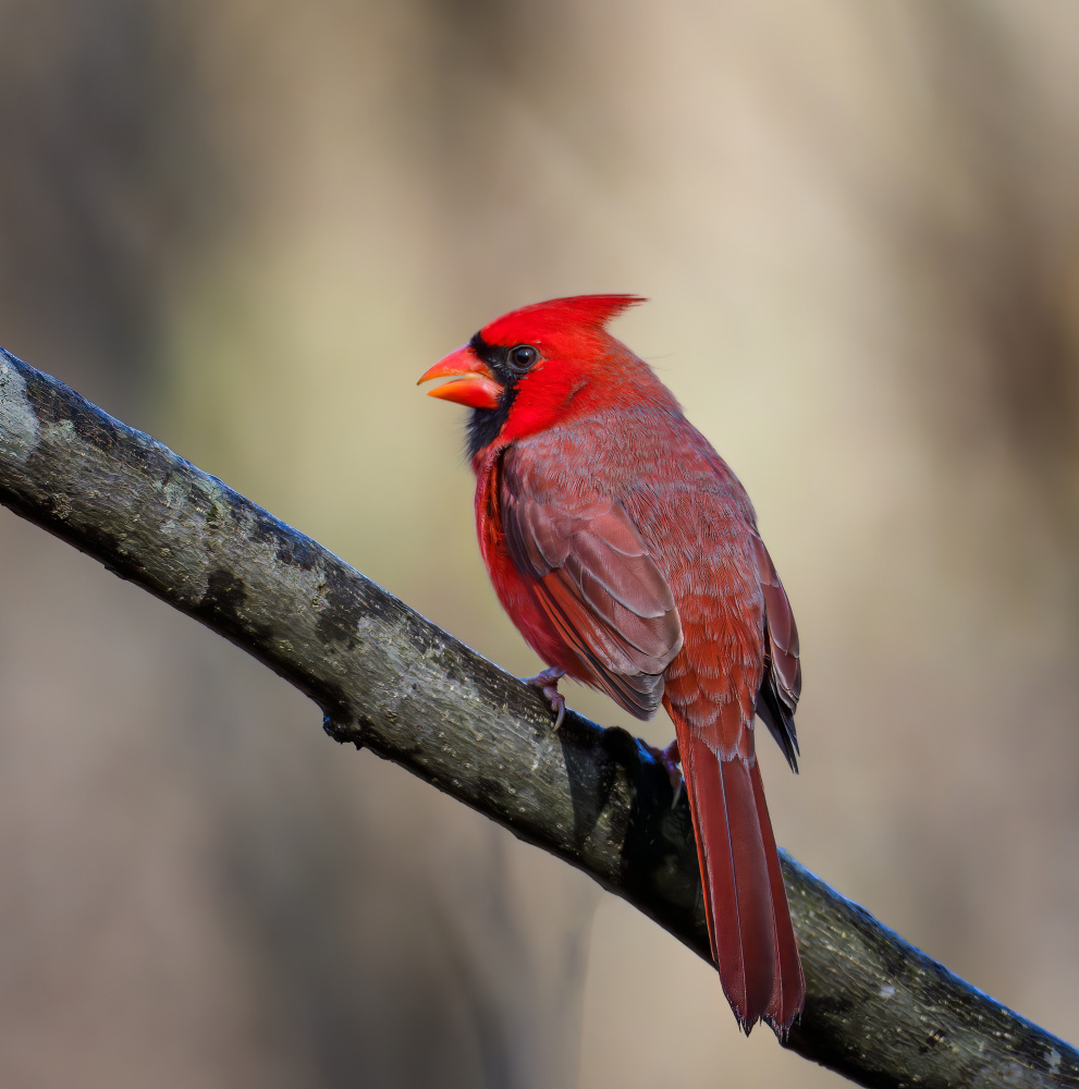 Cardinal od Macro and nature photography
