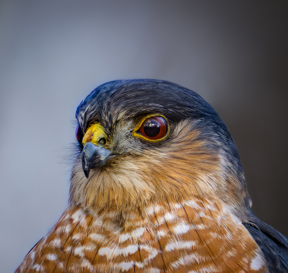 Sharp shinned hawk od Macro and nature photography