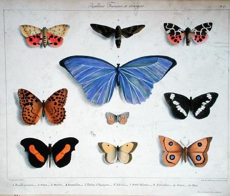 French and foreign butterflies, engraved by Villain, c.1830-40 (colour litho) od Madame Feraud