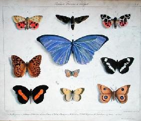 French and foreign butterflies, engraved by Villain, c.1830-40 (colour litho)