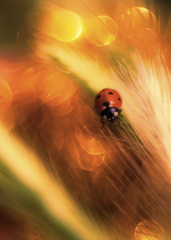 Ladybug in bokeh od Madjid Momeni-Moghaddam