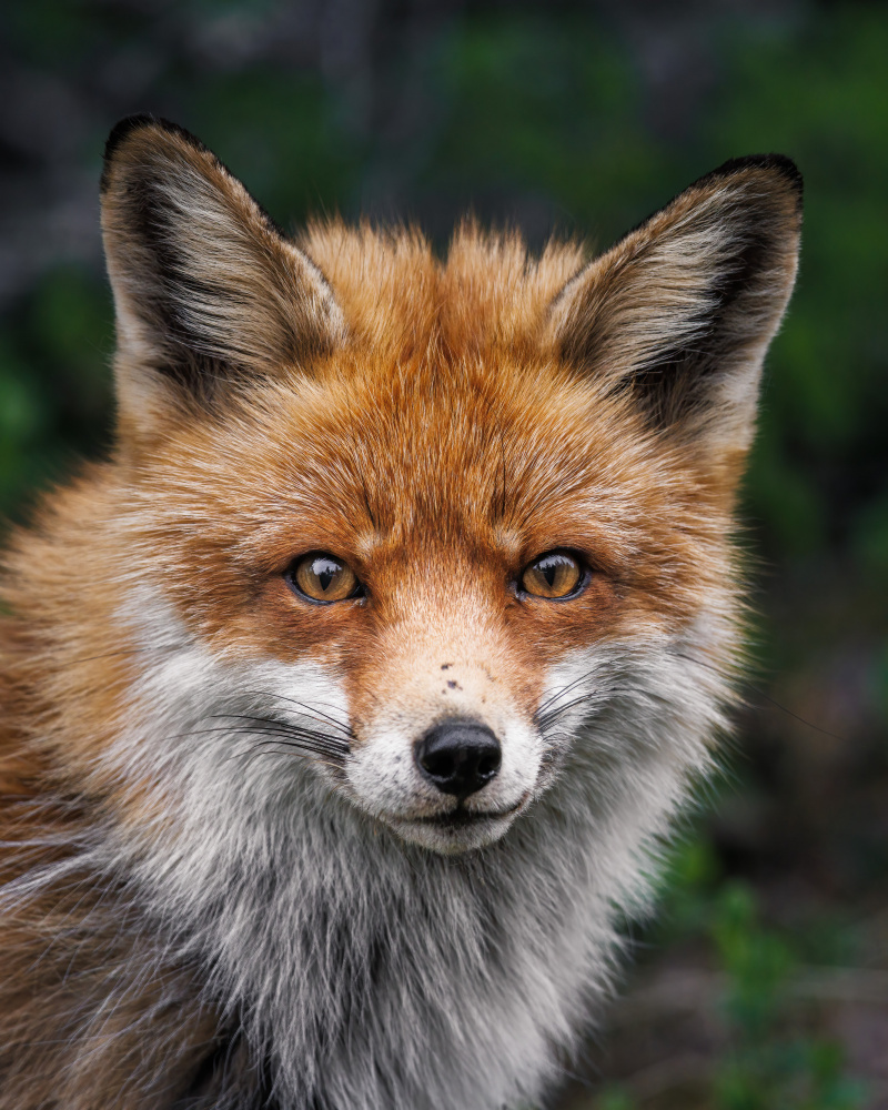 Red fox od Magnus Renmyr