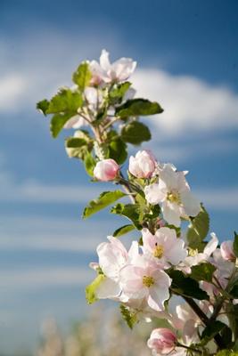 Kirschblüte od Maik Blume