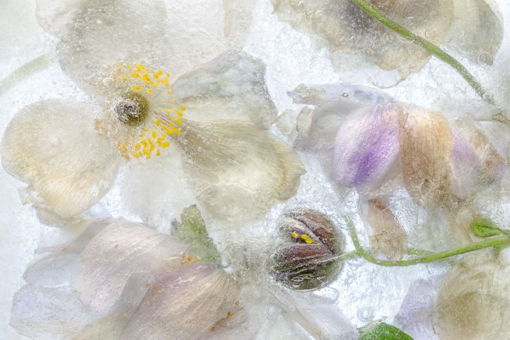 Anemone frost od Mandy Disher