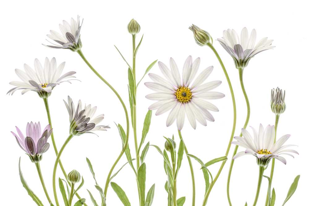 Cape Daisies od Mandy Disher