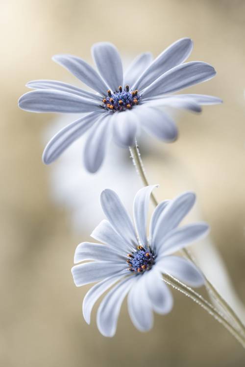 Cape daisies od Mandy Disher