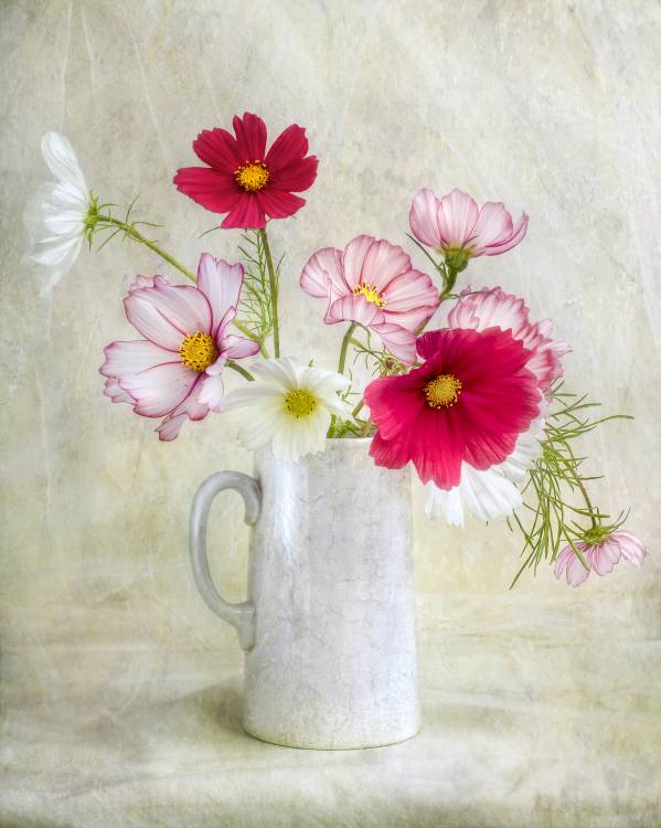 Cosmos carnival od Mandy Disher