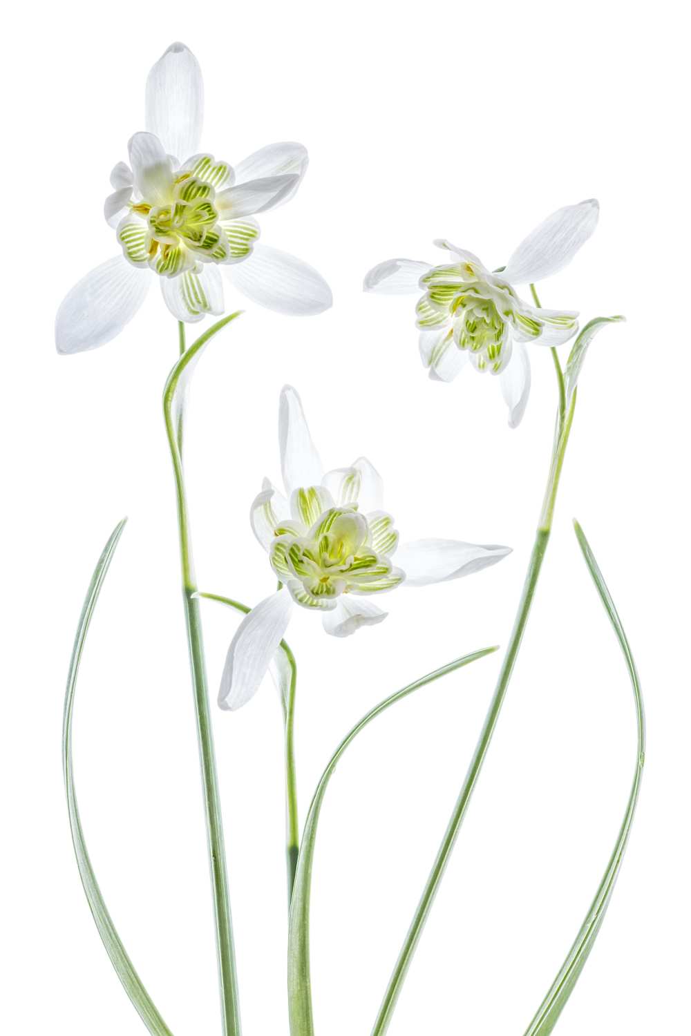 Galanthus Flore Pleno od Mandy Disher