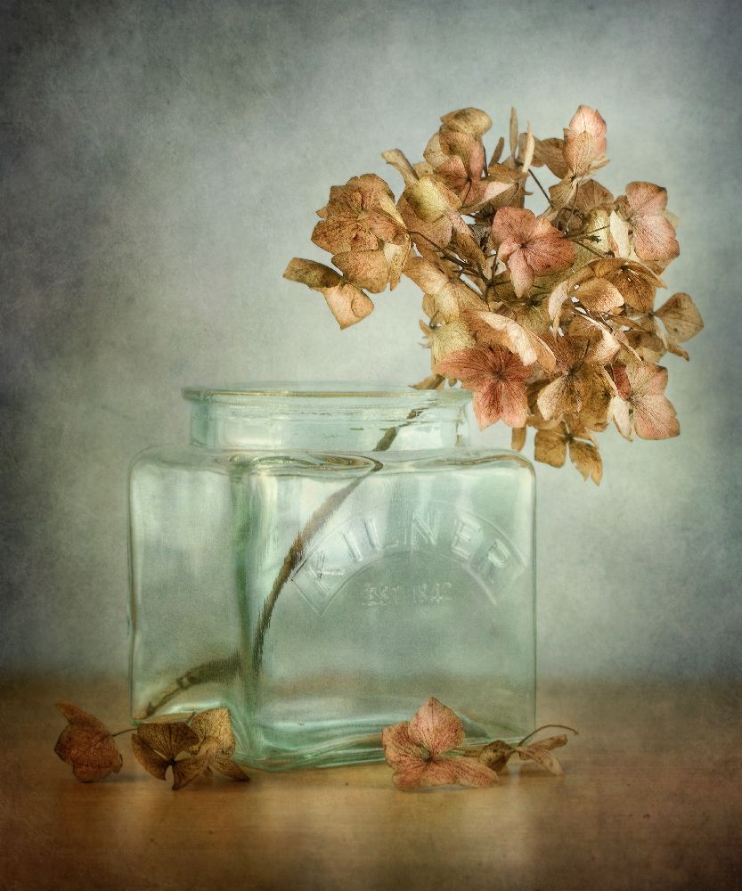 Hydrangea od Mandy Disher