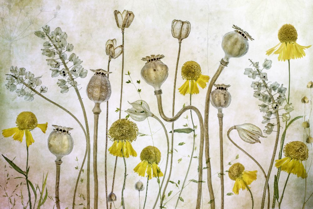 Poppies and Helenium od Mandy Disher
