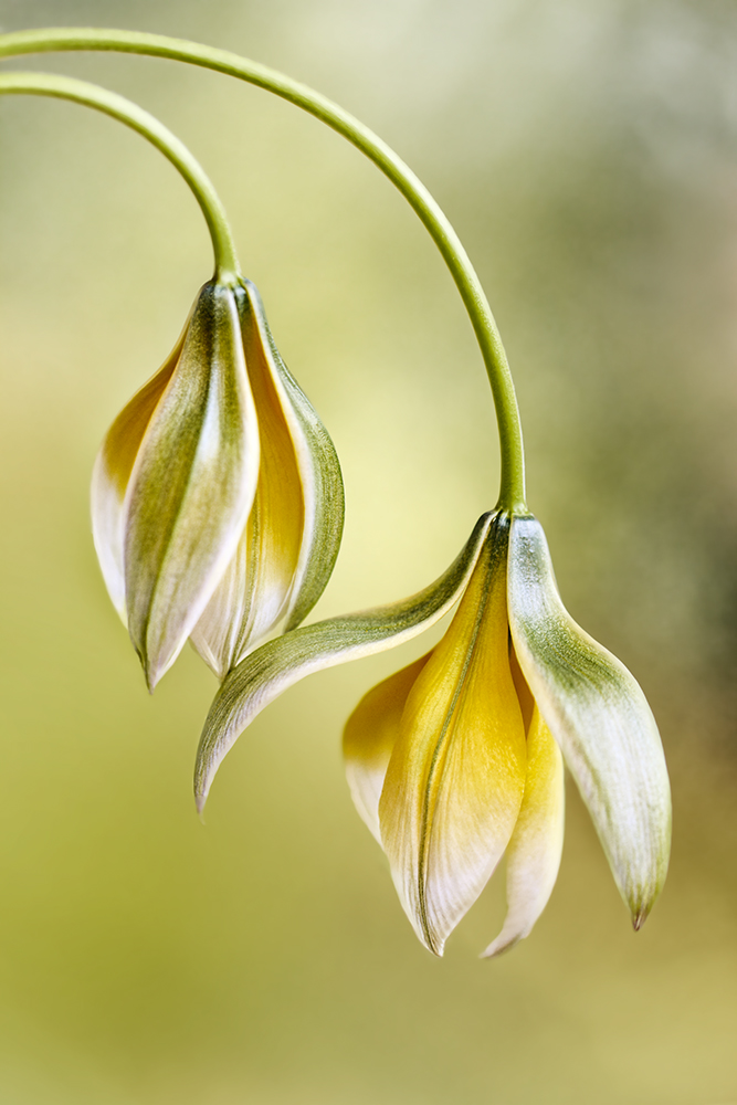 Tulipa od Mandy Disher