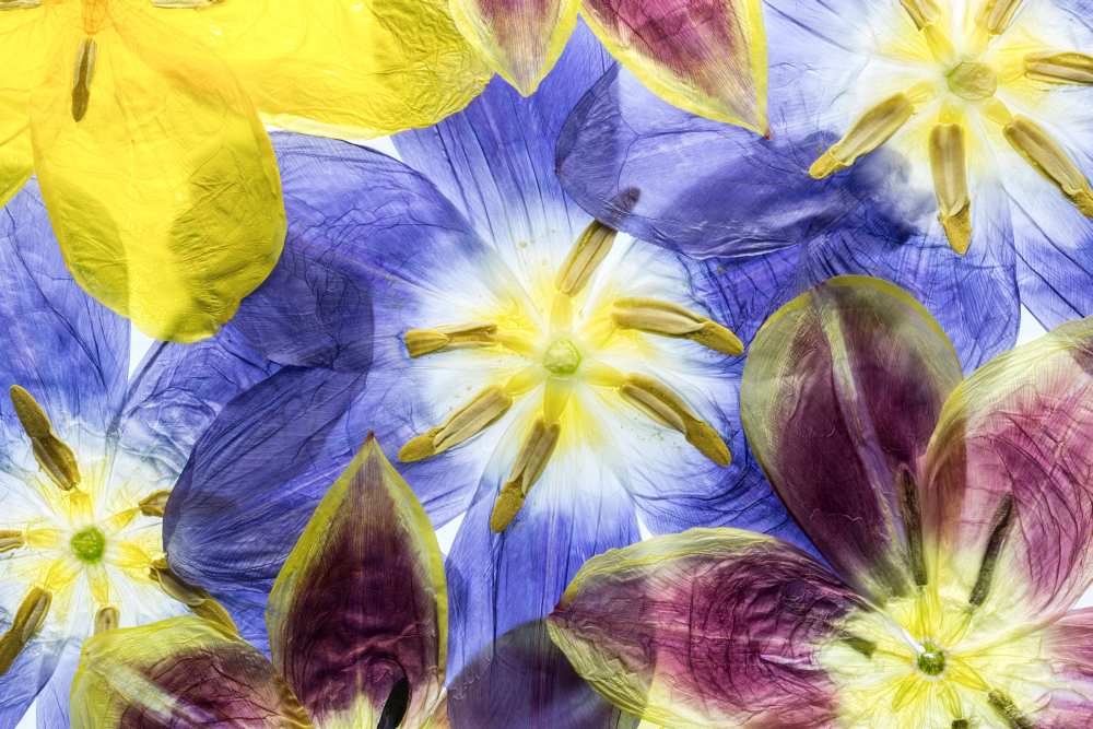 Tulips od Mandy Disher