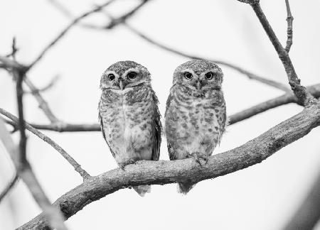 A tale of two owlets