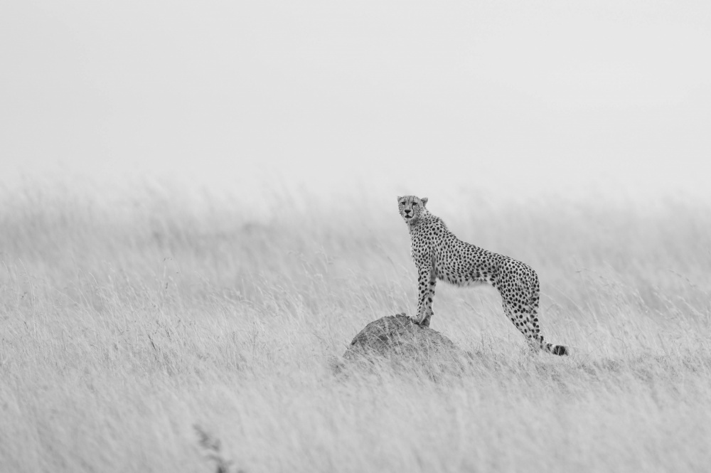Cheetah Manning its territory od Manish Nagpal
