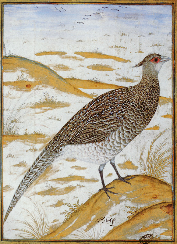 Himalayan cheer pheasant, Jahangir Period, Mughal od Mansur