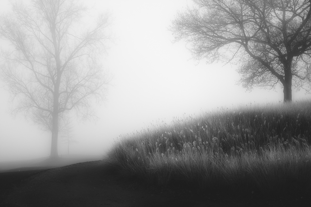 Foggy morning od Marc Huybrighs