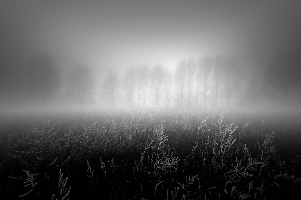 Misty row od Marc Huybrighs