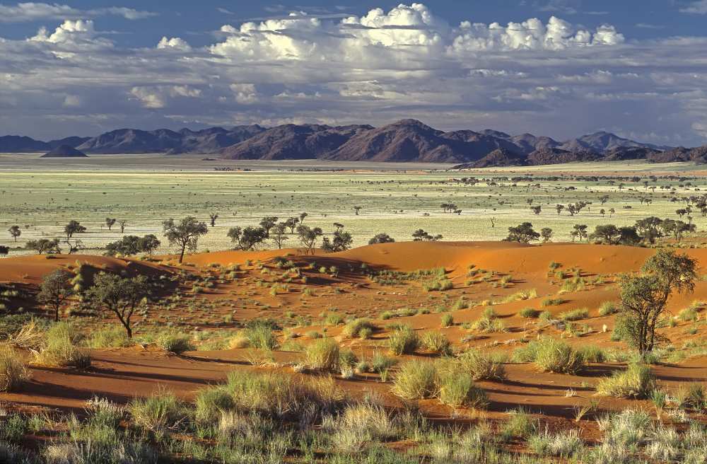 Tok Tokkie Desert od Marc Pelissier