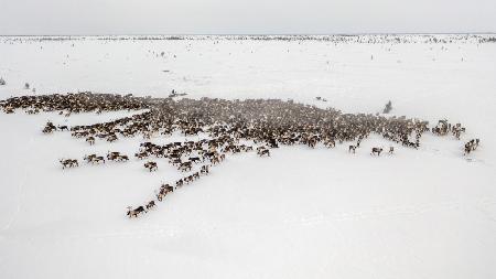 The herd on the move III