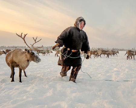 Nenet and reindeer
