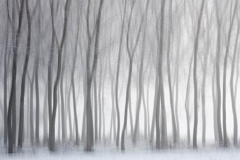 Trees od Marco Galimberti
