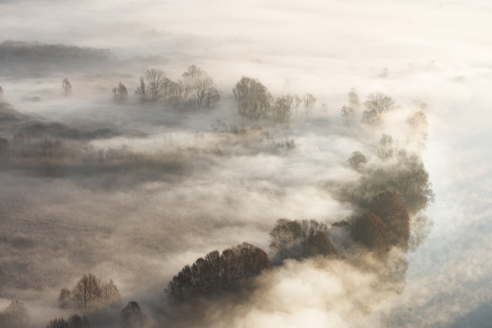 Trees in the fog od Marco Galimberti