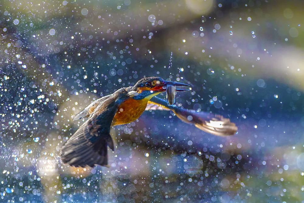 Kingfisher backlight od Marco Redaelli