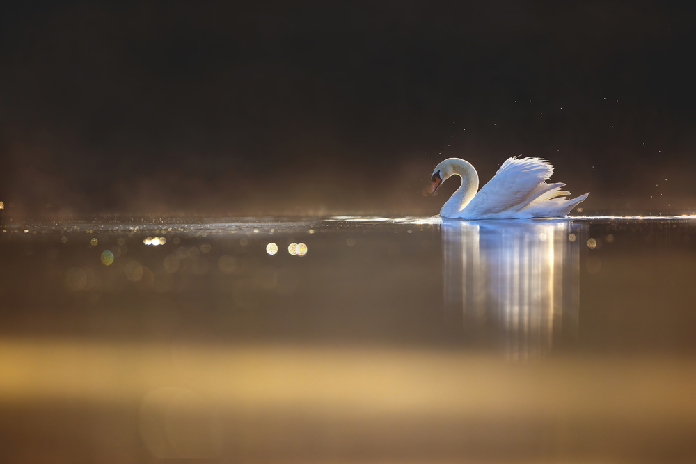 Swan at dawn od Marco Redaelli
