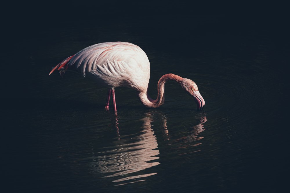 Enlighted flamingo od Marco Tagliarino