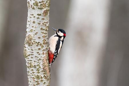 Great Woodpecker