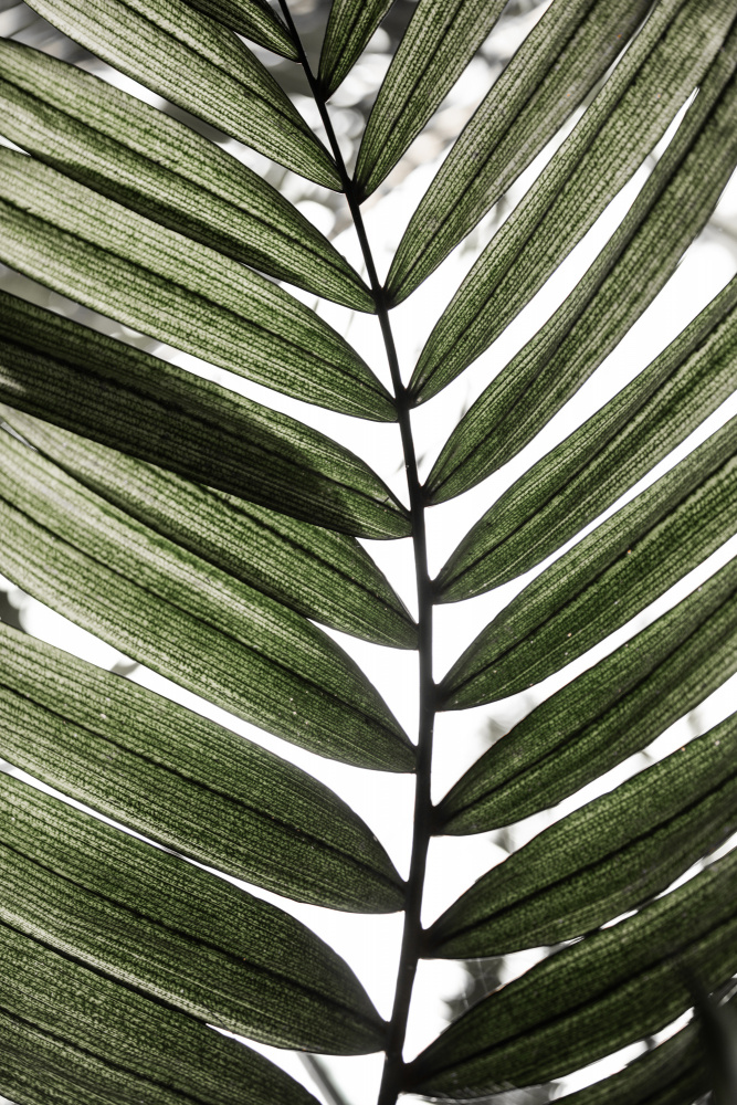 Palm Leaves 24 od Mareike Böhmer