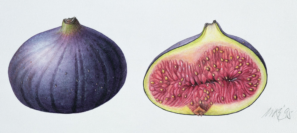Figs, 1995 (w/c on paper)  od Margaret Ann  Eden