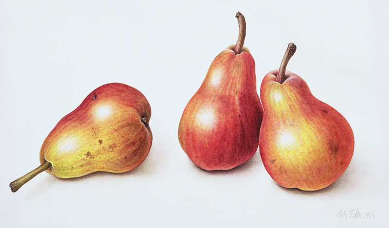 Red Pears, 1996 (w/c on paper)  od Margaret Ann  Eden