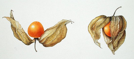 Cape Gooseberries (Physalis peruviana) 1996 (w/c on paper)  od Margaret Ann  Eden