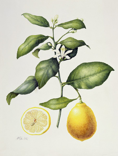 Citrus Limon od Margaret Ann  Eden