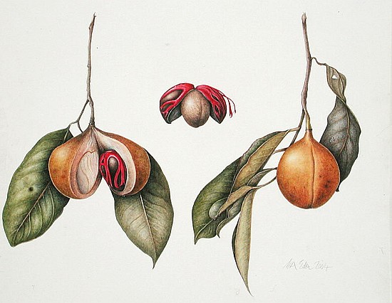Nutmeg (Myristica fragrans) 2004 (w/c on paper)  od Margaret Ann  Eden