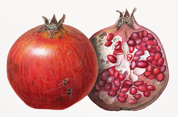 Pomegranate, 1995 (w/c on paper)  od Margaret Ann  Eden