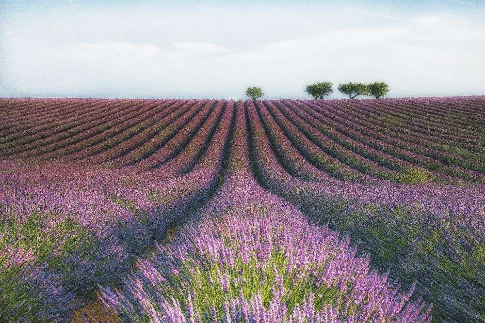 Velours de Lavender od Margarita Chernilova