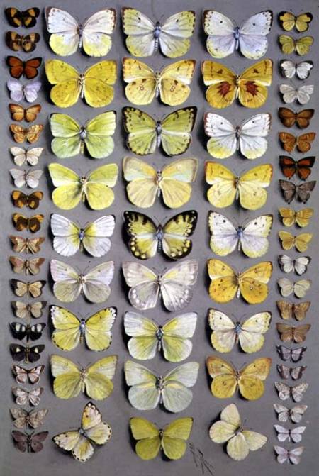 Papuan Butterflies 1 od Marian Ellis Rowan