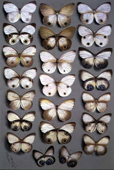 Papuan Butterflies 2 od Marian Ellis Rowan