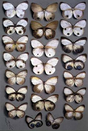Papuan Butterflies 2