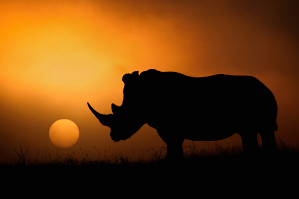 Rhino Sunrise od Mario Moreno