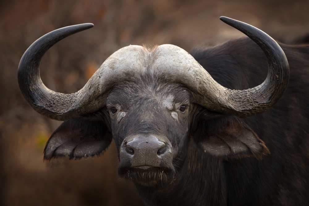 A Buffalo Portrait od Mario Moreno