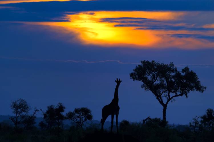 A Giraffe at Sunset od Mario Moreno