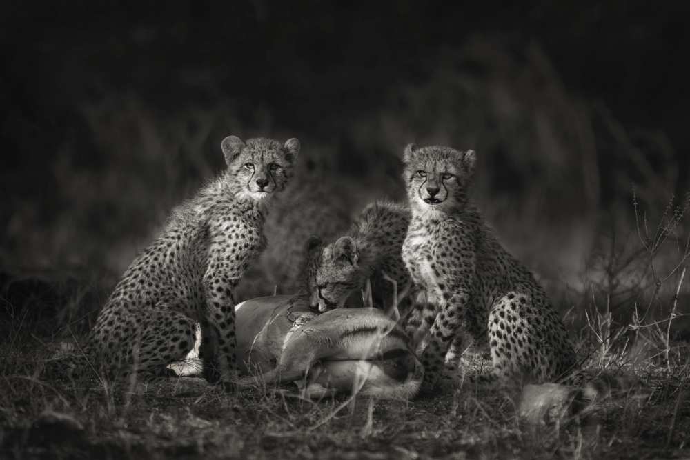 Cheetah Cubs od Mario Moreno