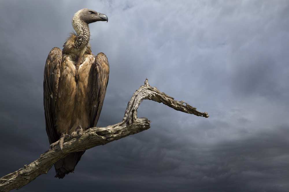 The Vulture od Mario Moreno