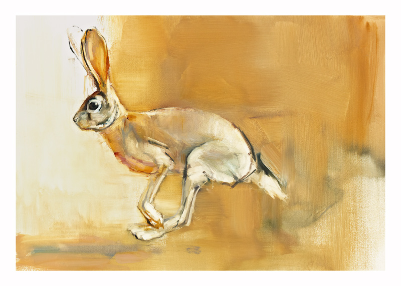 Cape Hare od Mark  Adlington