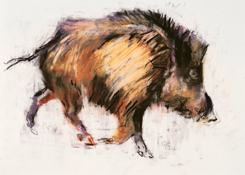 Wild Boar Trotting od Mark  Adlington