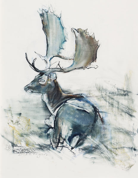 Buck in the Grass od Mark  Adlington