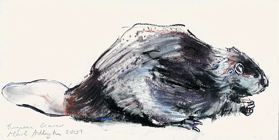 European Beaver (Study) 2001 od Mark  Adlington